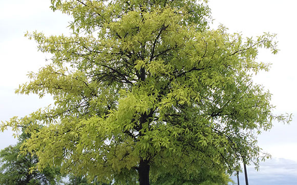 Alpine Tree Service Tree Care Specialists