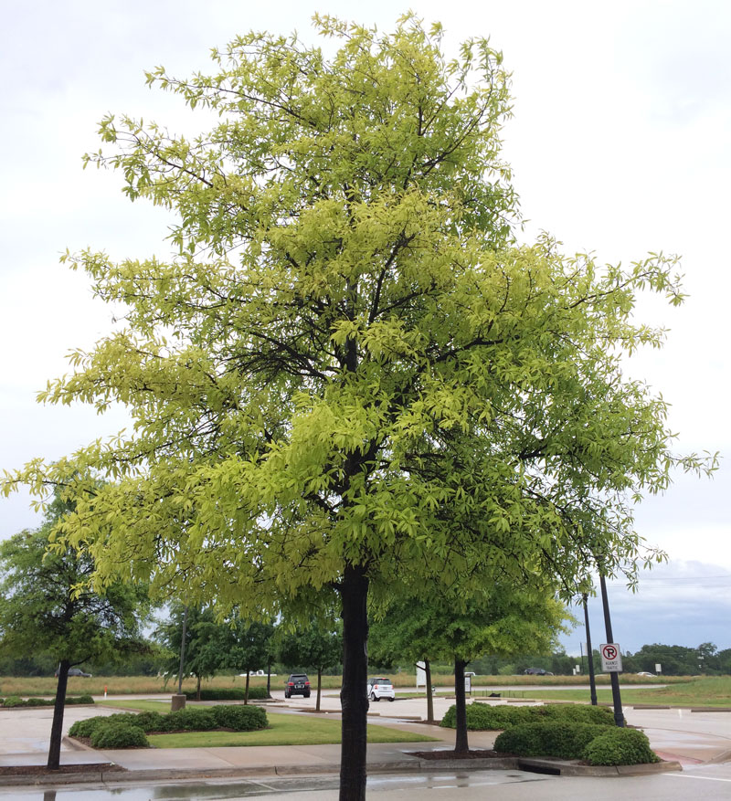 Alpine Tree Service Tree Care Specialists