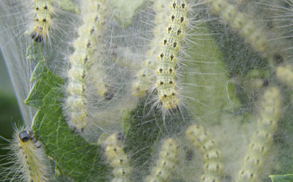 Alpine Tree Service Tree Care Specialists