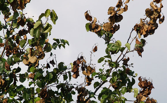 Alpine Tree Service Tree Care Specialists