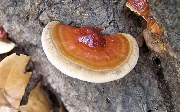 Alpine Tree Service Tree Care Specialists