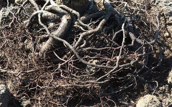 Alpine Tree Service Tree Care Specialists