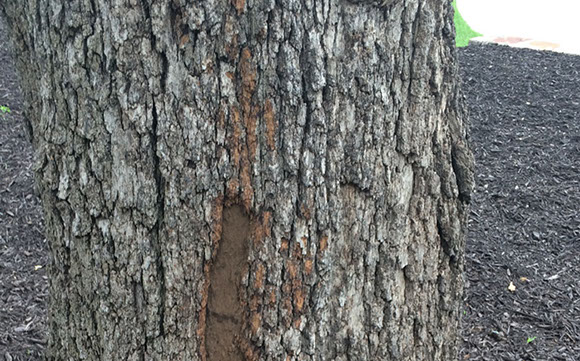 Alpine Tree Service Tree Care Specialists