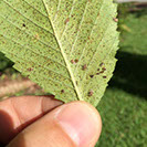 Alpine Tree Service Tree Care Specialists