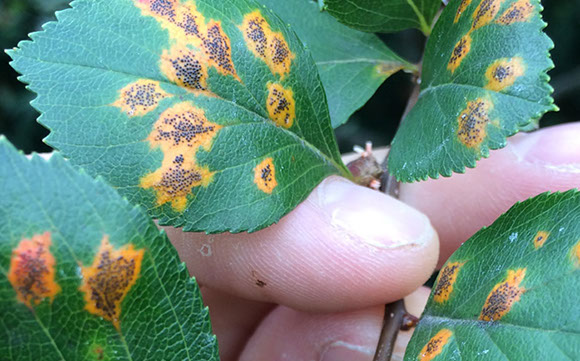 Tree Rusts Alpine Tree Service