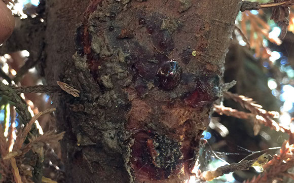 Seiridium Canker Alpine Tree Service