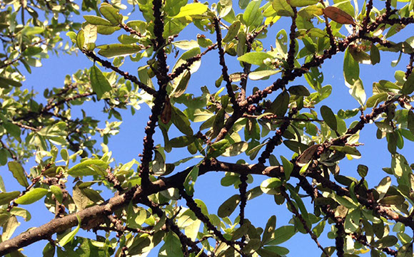 Soft Scales Alpine Tree Service