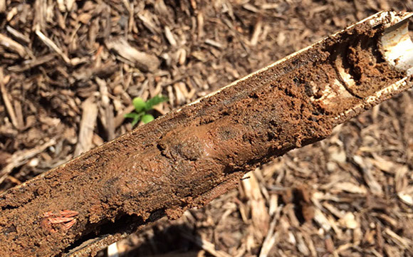 Soil testing Alpine Tree Service