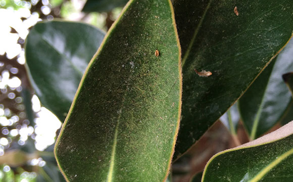 Spider Mites Alpine Tree Service