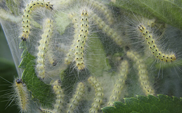 Webworms Alpine Tree Service