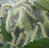 Webworms Alpine Tree Service