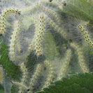 Webworms Alpine Tree Service