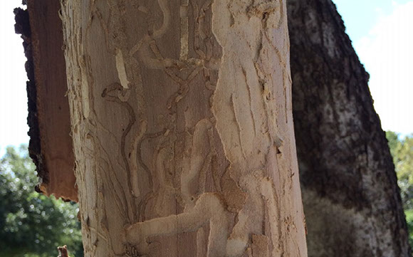Wood Boring Insects Alpine Tree Service