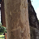 Wood Boring Insects Alpine Tree Service