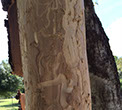 Wood Boring Insects Alpine Tree Service