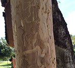 Wood Boring Insects Alpine Tree Service