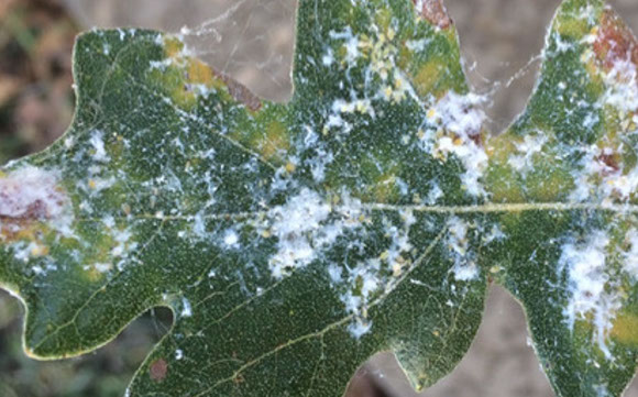 Woolly Aphids Alpine Tree Service