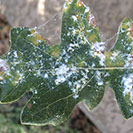 Woolly Aphids Alpine Tree Service