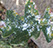 Woolly Aphids Alpine Tree Service